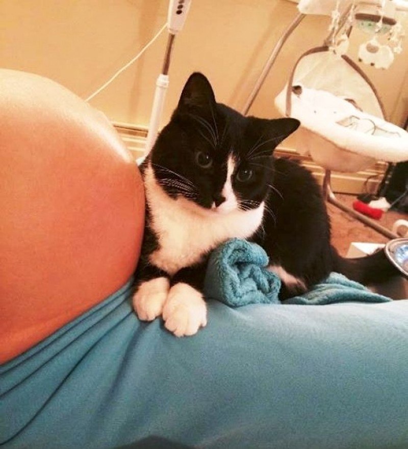 Кошка полюбила малыша еще до рождения, а теперь оберегает его