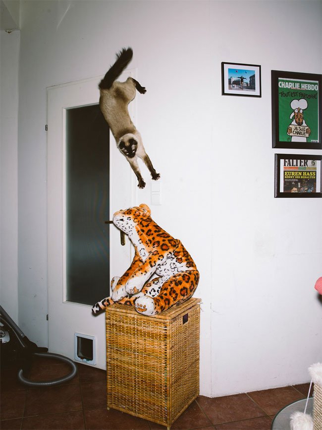 Летающие кошки от фотографа Даниэля Гебхарта Кёккёк