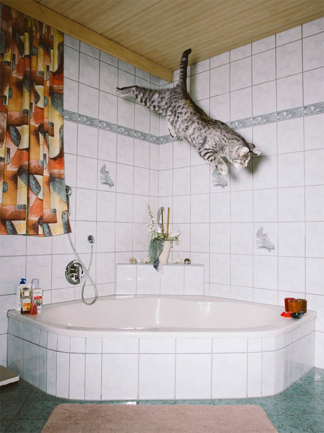 Летающие кошки от фотографа Даниэля Гебхарта Кёккёк