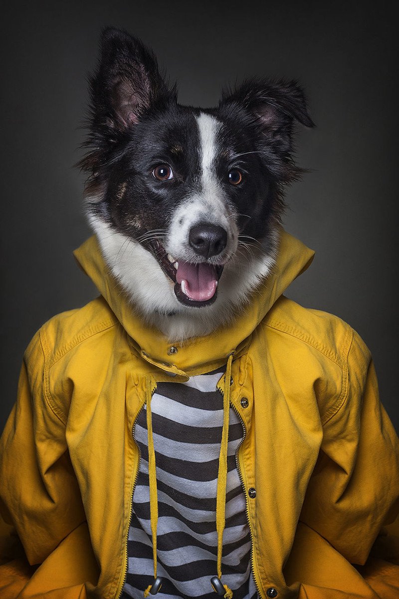 Пес в пальто
