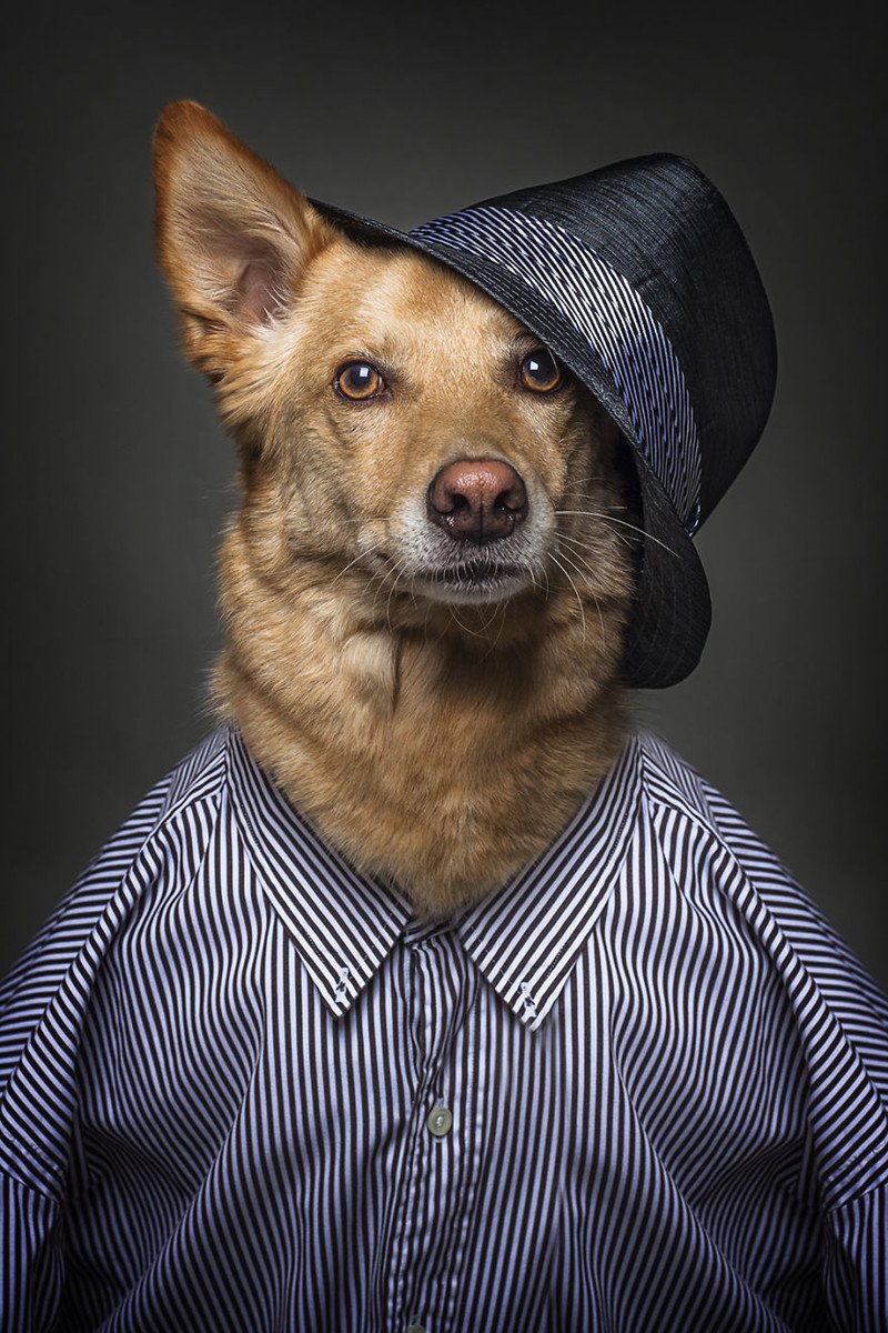 Собака в одежде человека