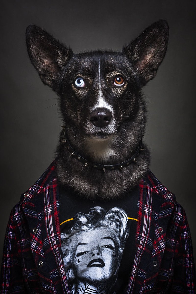 Портреты собак в образе людей