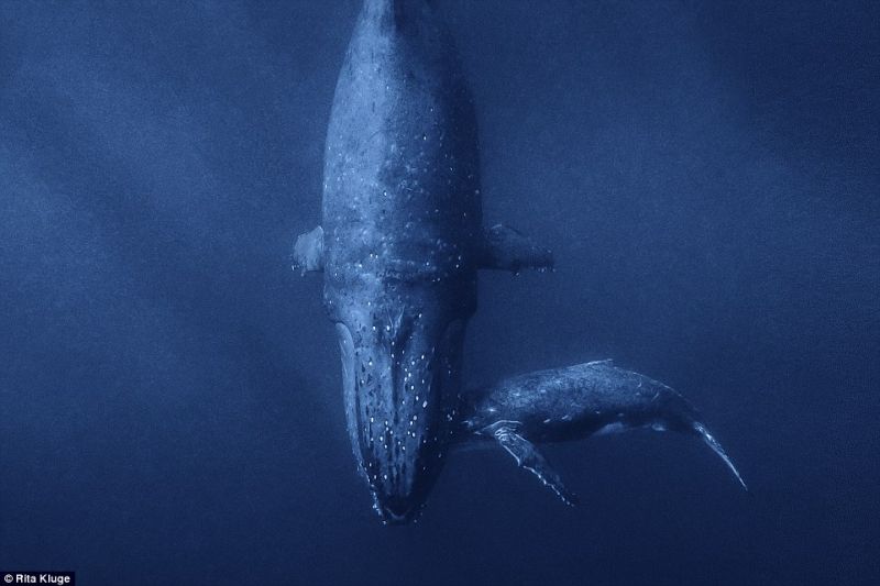 Потрясающие снимки китов