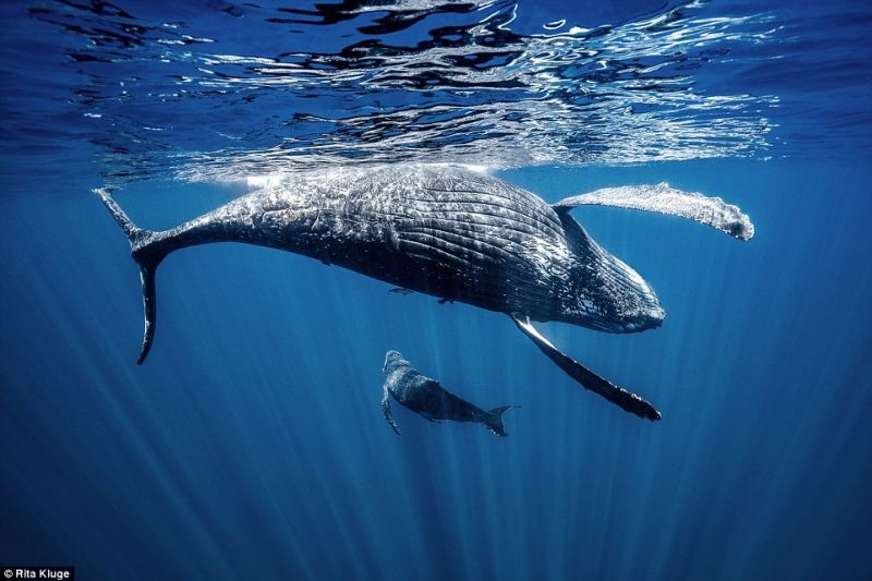 Потрясающие снимки китов