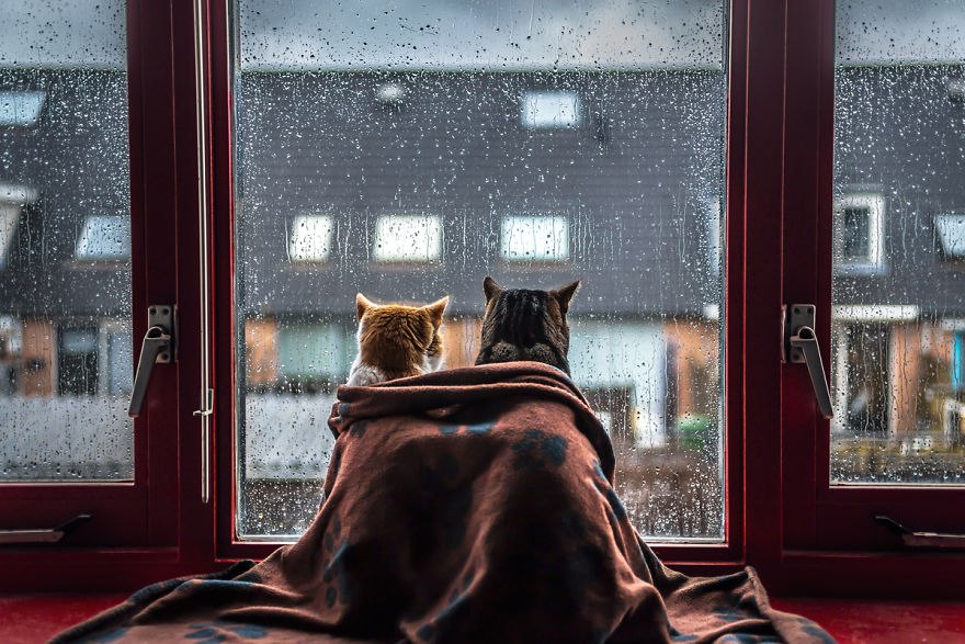 Коты и дождь