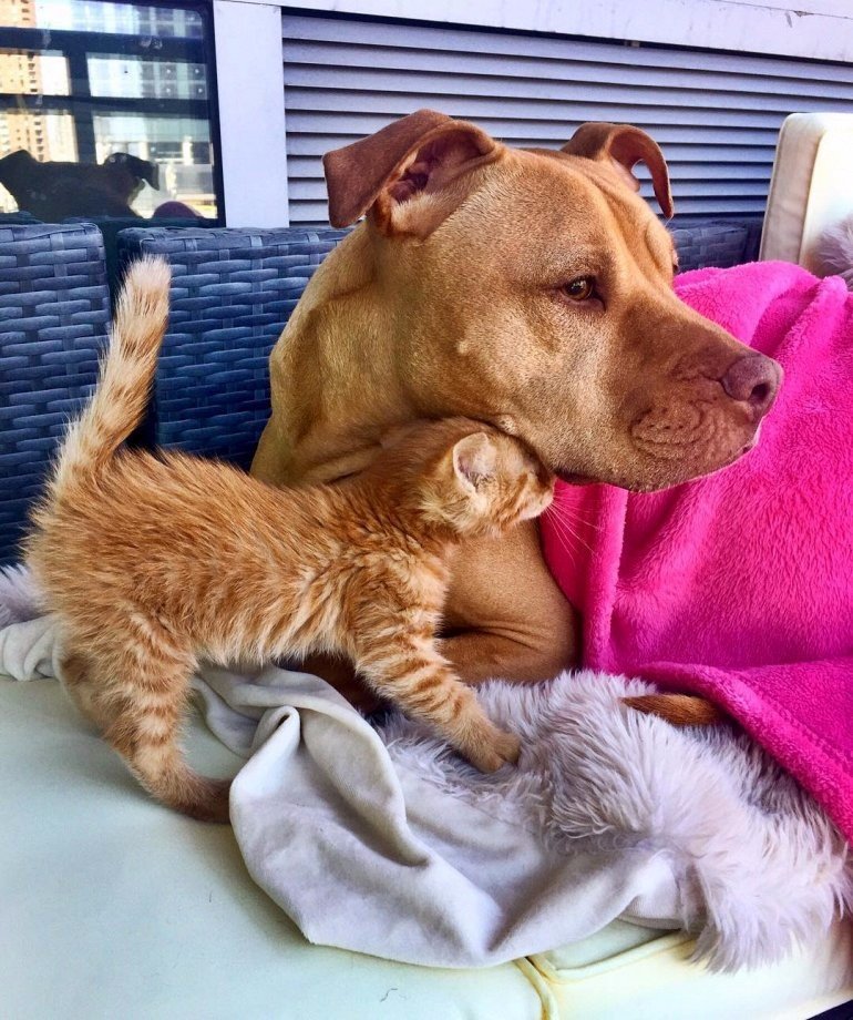 Питбуль и его любимый котенок