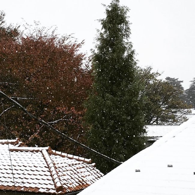 В Токио впервые за 54 года первый снег выпал в ноябре