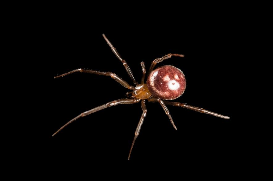 Невероятно красивые пауки, которые помогут вам победить арахнофобию