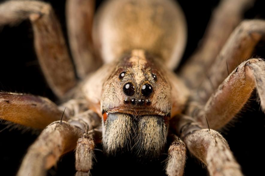 Невероятно красивые пауки, которые помогут вам победить арахнофобию