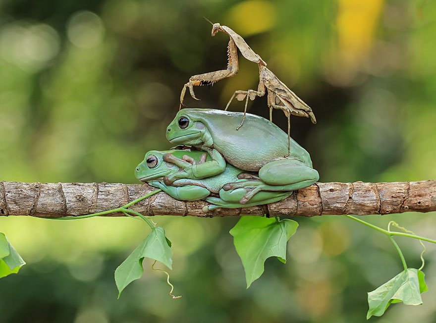 Индонезийский фотограф Tanto Yensen снял лягушек по-новому