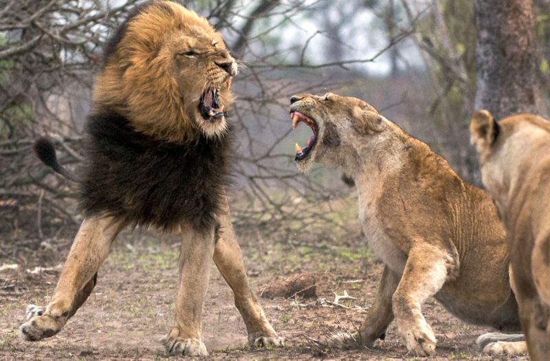 Царь зверей потерял клык в схватке с львицей