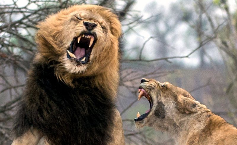 Царь зверей потерял клык в схватке с львицей