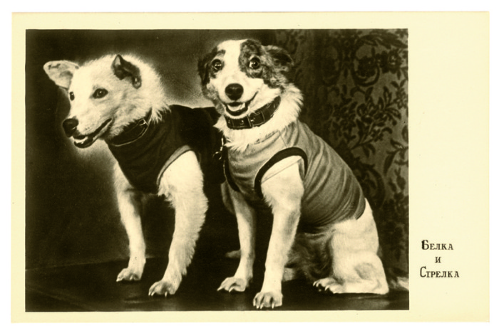 Белка и Стрелка - знаменитые советские собаки-космонавты