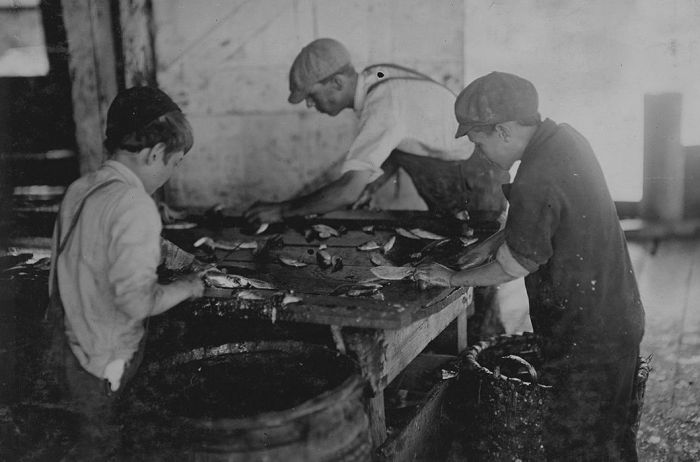 Юные работники рыбных заводов США в начале XX века
