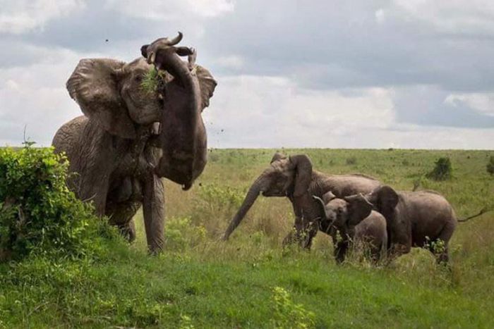 Слониха наказала буйвола