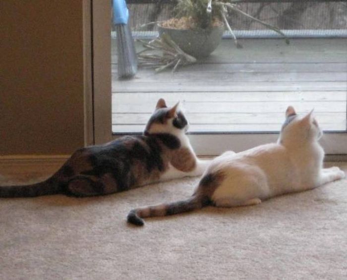 Удивительные синхронные кошки Калли и Хлоя