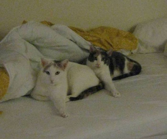 Удивительные синхронные кошки Калли и Хлоя