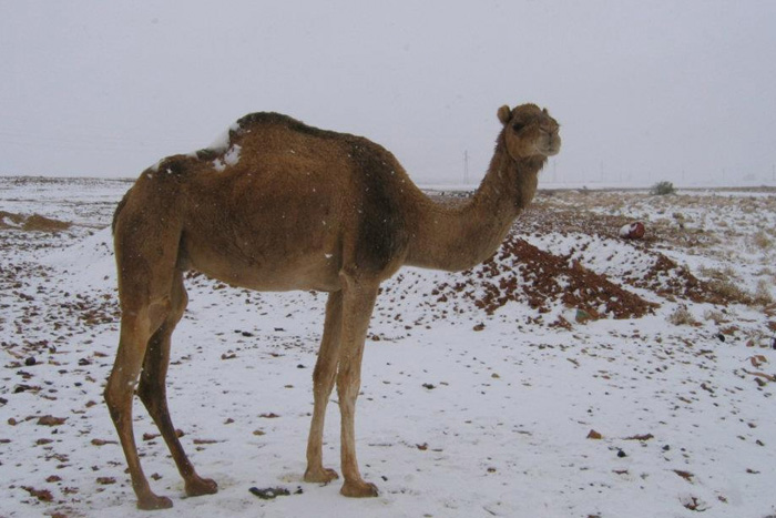 Аномальный мороз: откуда появляется снег в пустынях