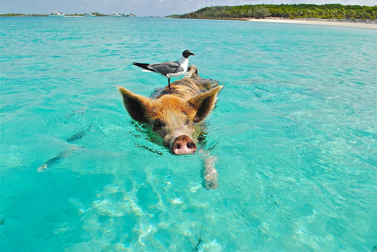 Остров Эксума Багамы, Пиг Бич.
