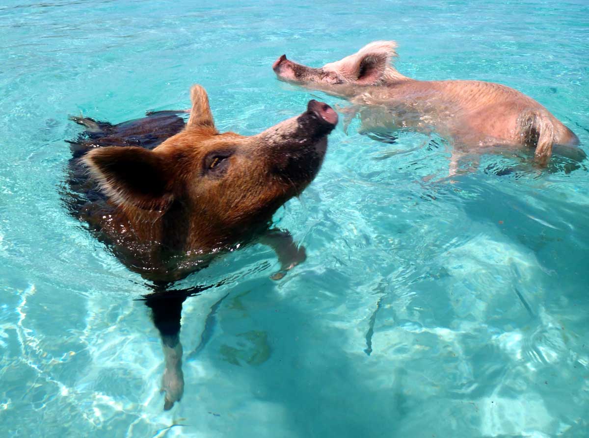 Плавающие свиньи у Багамских островов