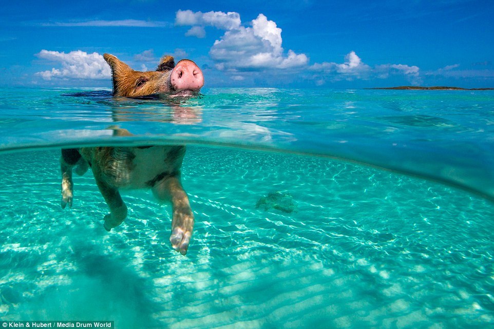 Плавающие свиньи у Багамских островов
