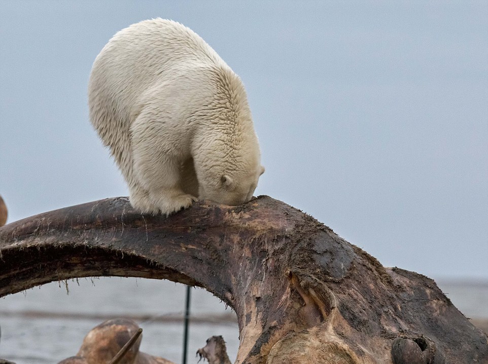 Белый медведь застрял головой в костях кита