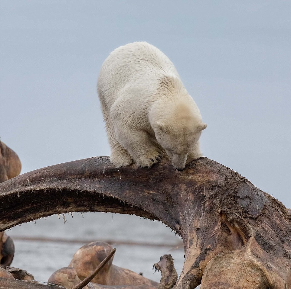 Белый медведь застрял головой в костях кита
