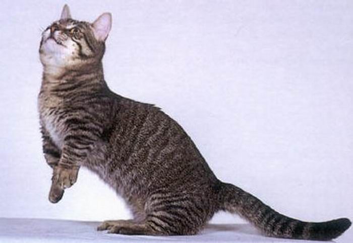 Манчкины - коротколапые коты