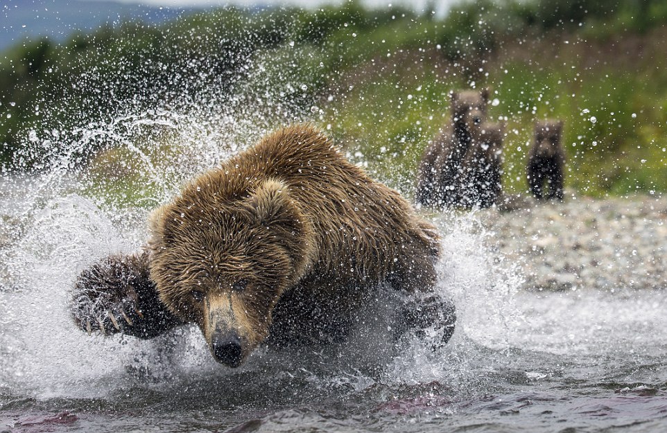 Медведица охотится на лосося и кормит медвежат