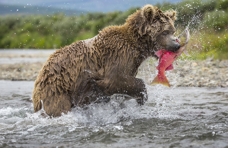 Медведица охотится на лосося и кормит медвежат