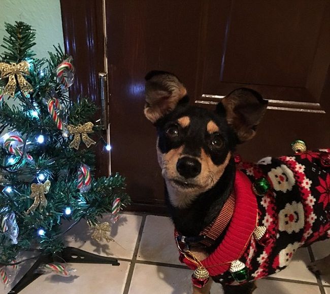 Собаки в ожидании Рождества и Нового года