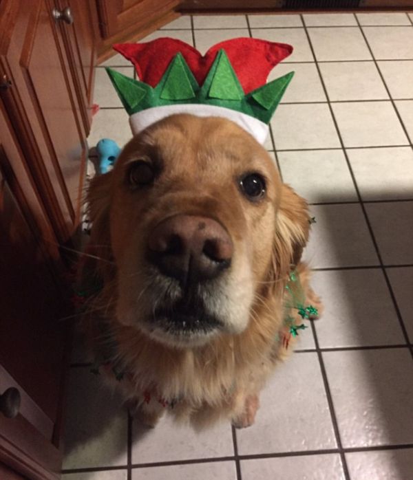 Собаки в ожидании Рождества и Нового года