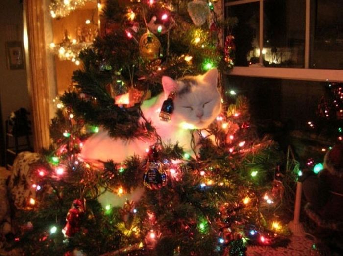 Коты готовятся к праздникам: на елках и под елками