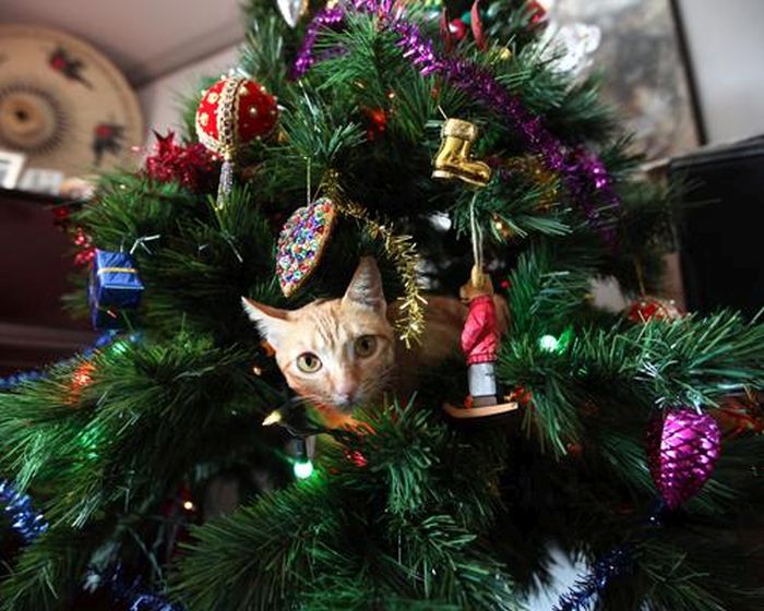 Коты готовятся к праздникам: на елках и под елками