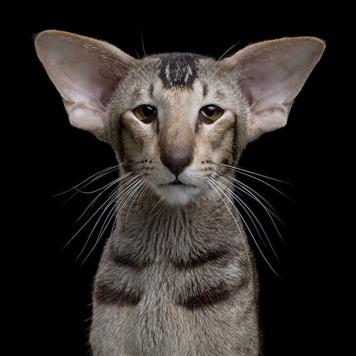 Портреты кошек от фотографа Robert Bahou