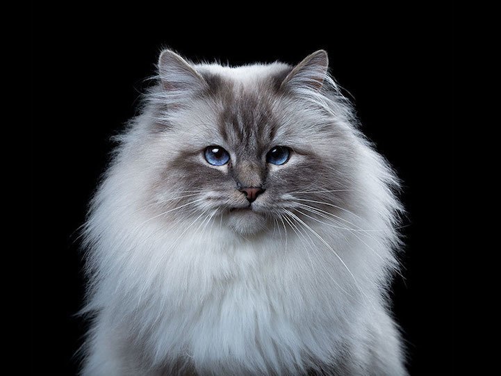 Портреты кошек от фотографа Robert Bahou