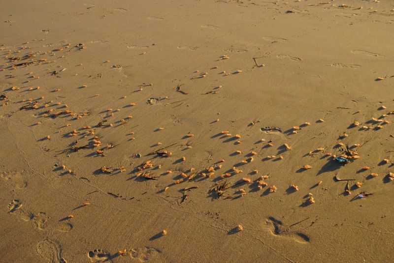 Тысячи загадочных существ выползли на пляж Калифорнии