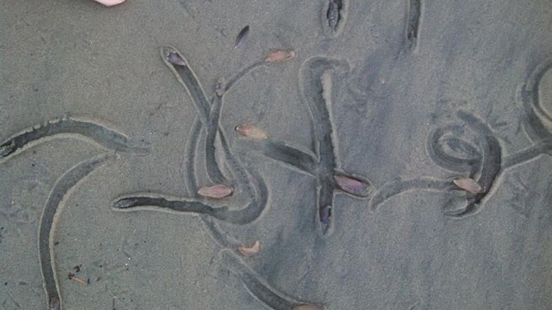 Тысячи загадочных существ выползли на пляж Калифорнии
