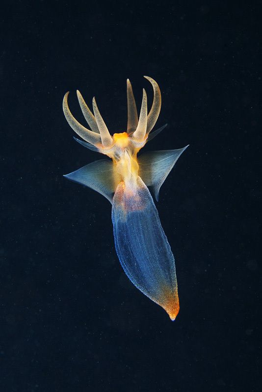 Удивительно красивые существа Белого моря