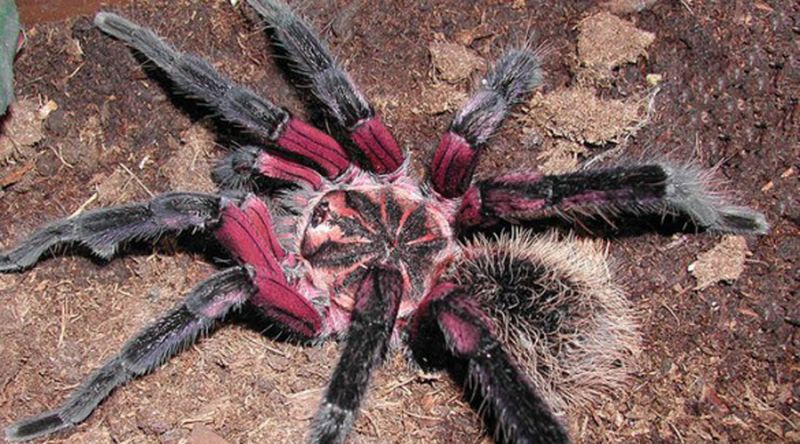 Интересности о гигантских пауках