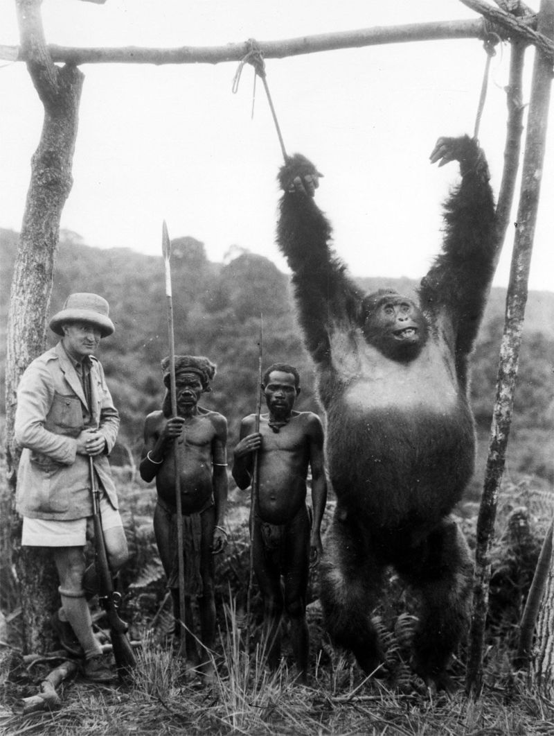 Как из горилл Конго делали чучел