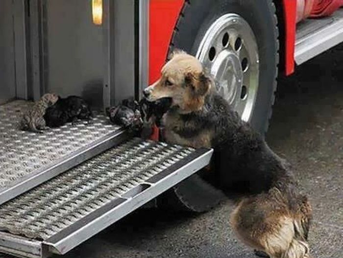 Мать спасла щенков от огня