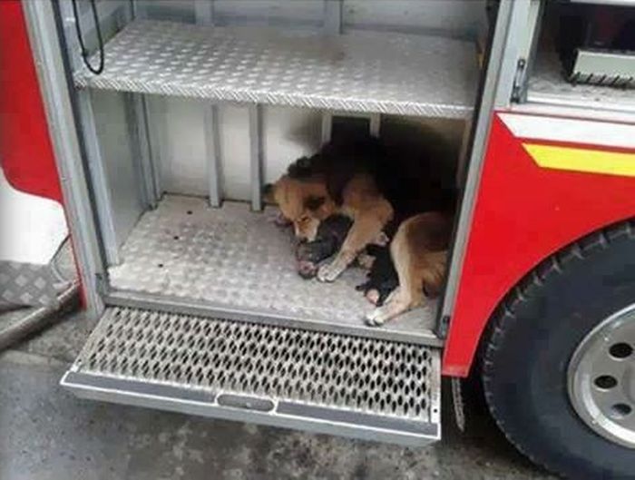 Мать спасла щенков от огня