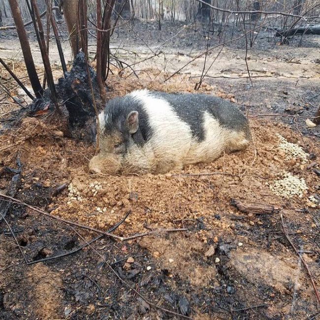 Свинья чудом пережила пожар
