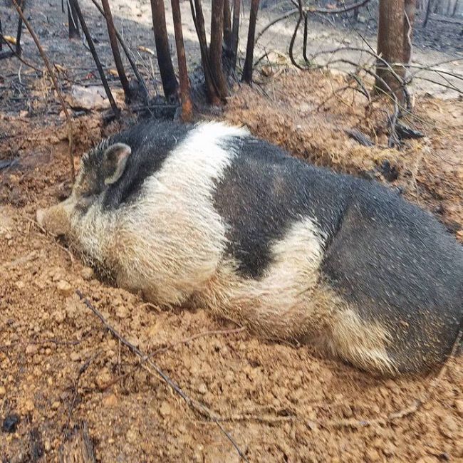 Свинья чудом пережила пожар