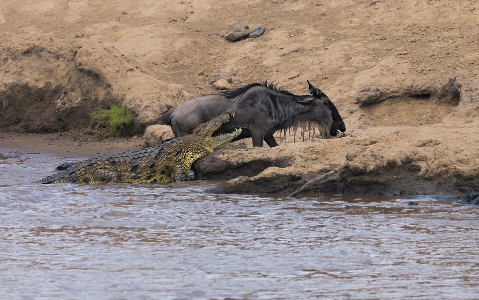 Антилопе удалось вырваться из зубастой пасти крокодила