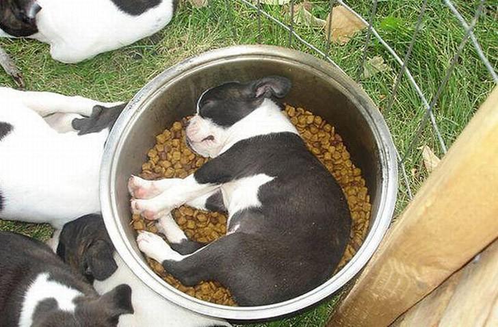 Собаки спят в самых невообразимых позах