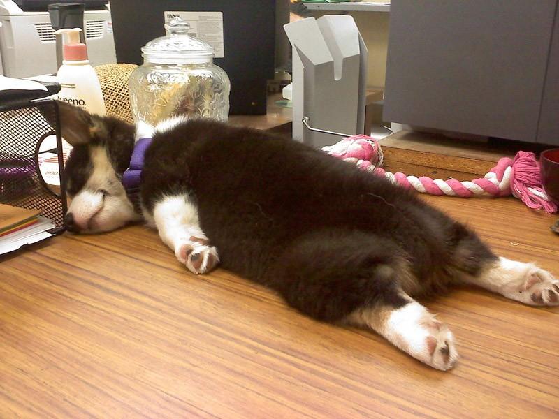 Собаки спят в самых невообразимых позах