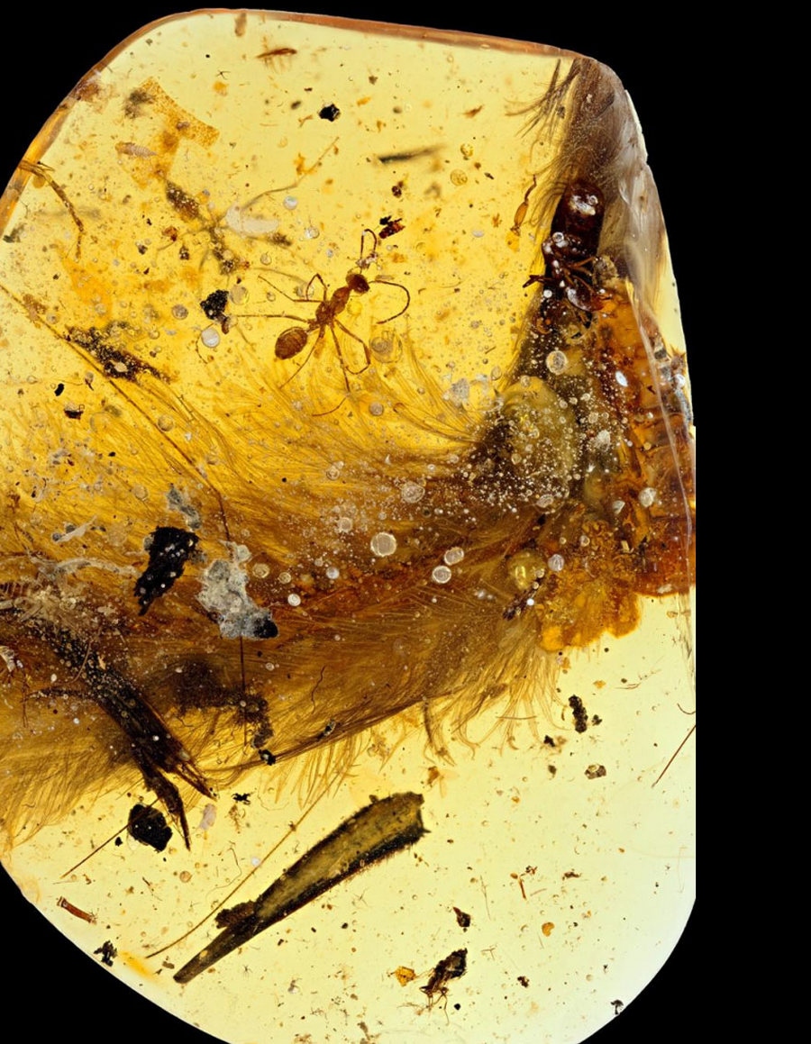 В янтаре нашли хвост оперённого динозавра возрастом 99 миллионов лет
