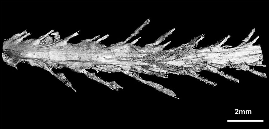 В янтаре нашли хвост оперённого динозавра возрастом 99 миллионов лет